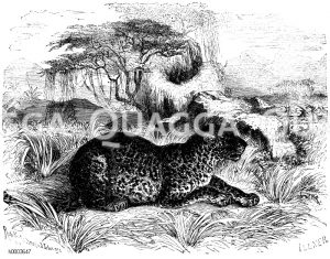 Leopard oder Parder [Digital]