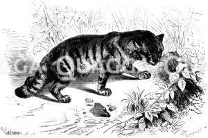 Europäische oder Gemeine Wildkatze [Digital]