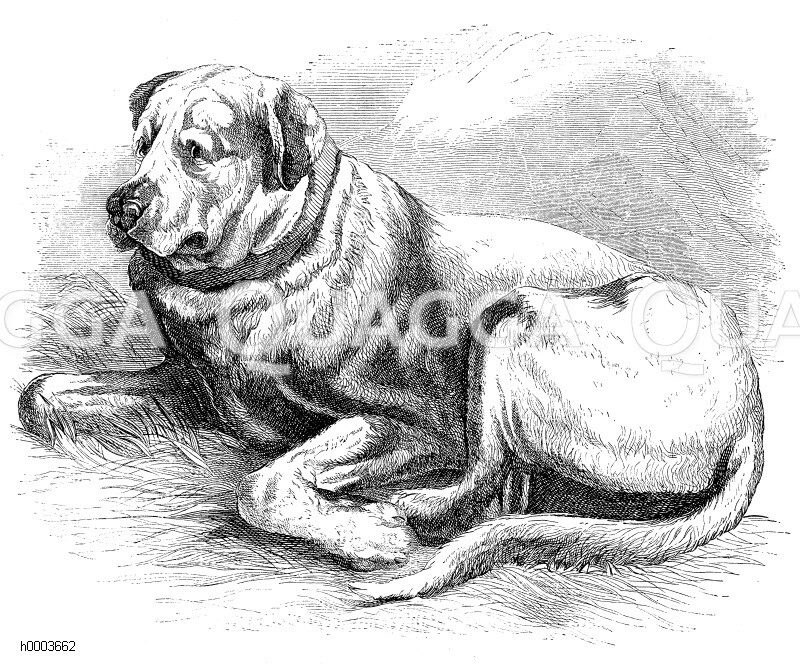 Bernhardiner, St. Bernhardshund [Digital]