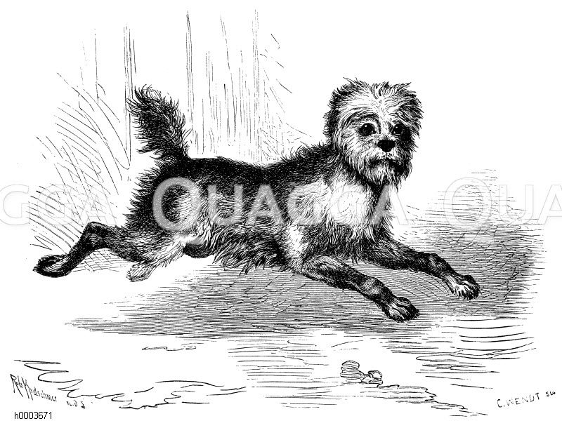 Affenpinscher [Digital]