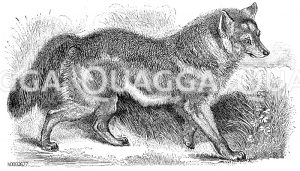 Prairiewolf [Digital]