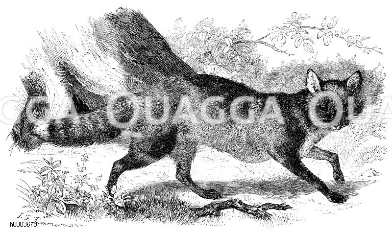 Fuchs [Digital]