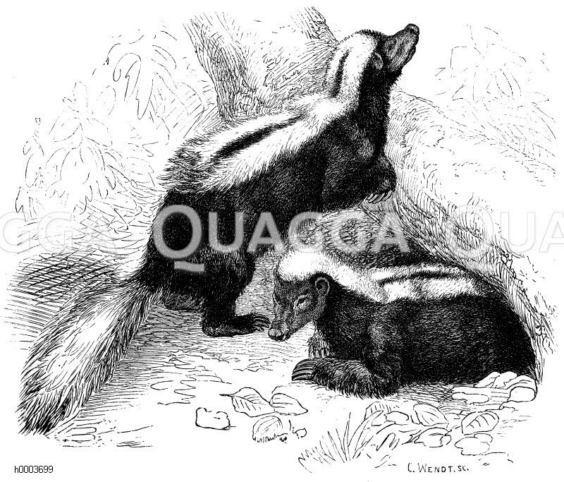 Stinktier - Quagga Illustrations
