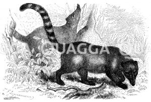 Geselliger Coati [Digital]