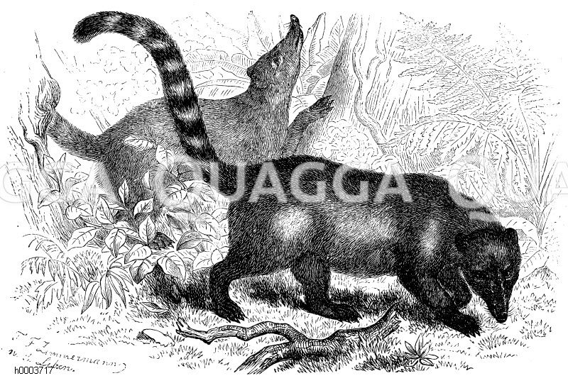 Geselliger Coati [Digital]