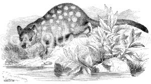 Gefleckter Beutelmarder [Digital]