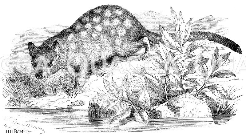 Gefleckter Beutelmarder [Digital]