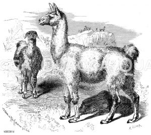 Lama [Digital]