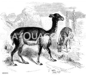 Vicuna [Digital]