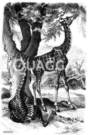 Giraffe [Digital]