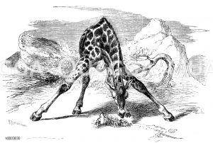 Giraffe [Digital]