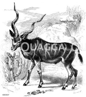 Kudu [Digital]