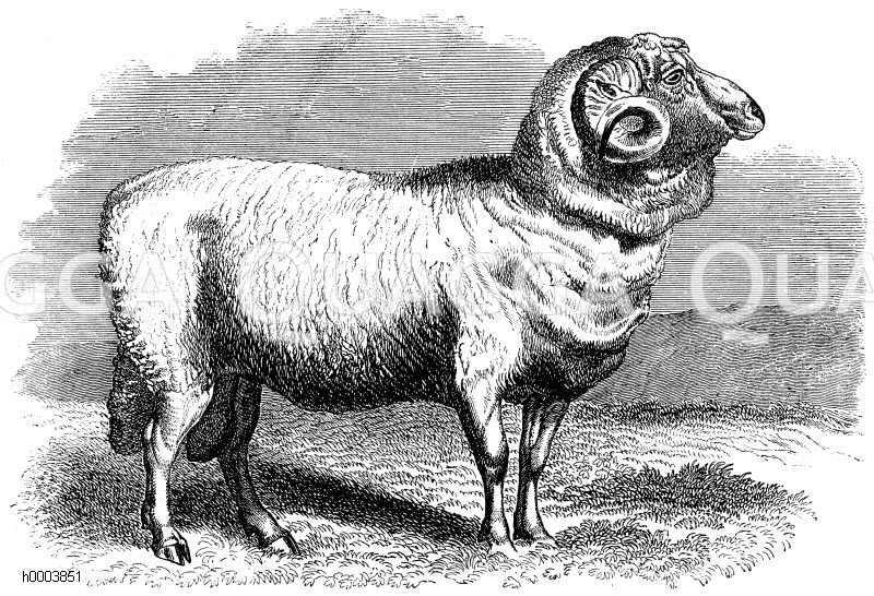 Merinoschaf Quagga Illustrations