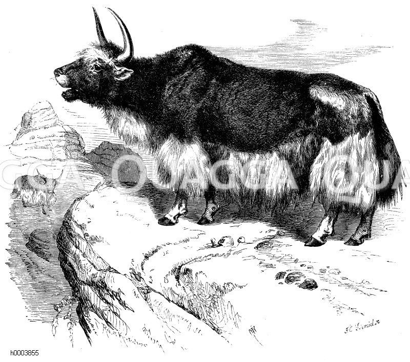 Jak, Yak [Digital]