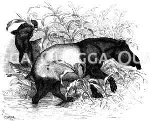 Schabrackentapir [Digital]