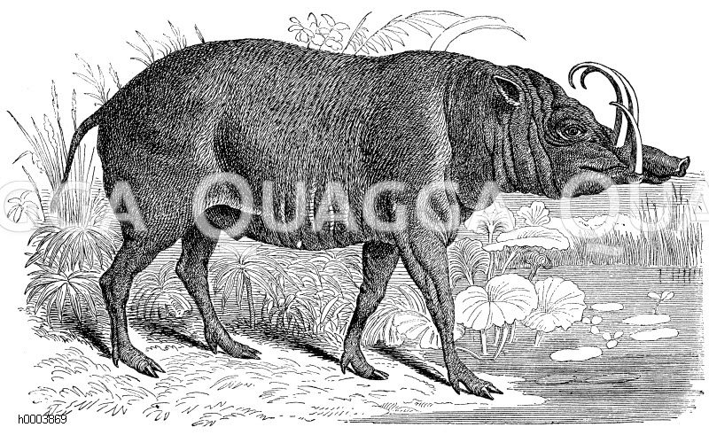 Babirusa, Hirscheber [Digital]