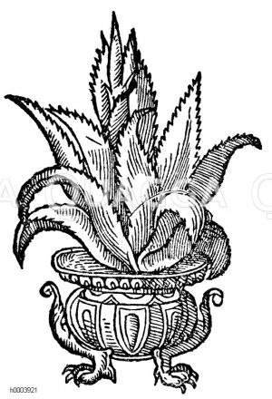Agave im Topf [Digital]