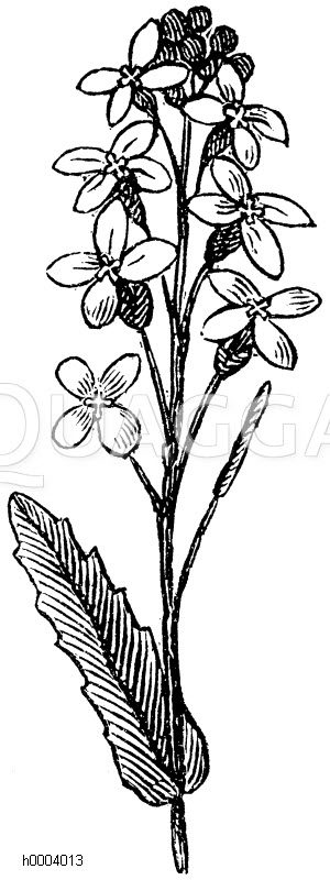Raps, Kohlrübe, Schnittkohl [Digital]