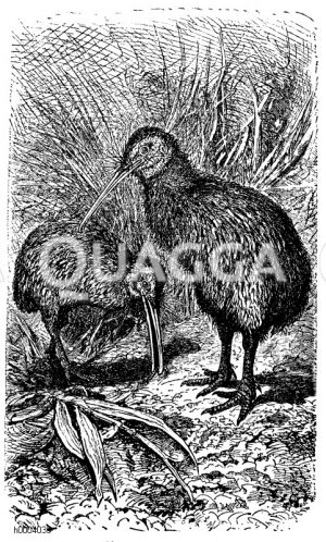 Kiwi [Digital]