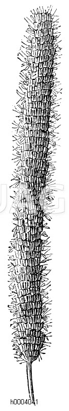 Wiesenlieschgras [Digital]