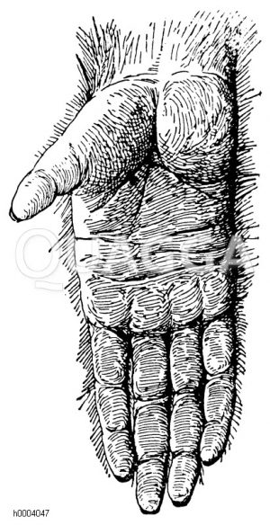 Orang-Utan: Hand [Digital]