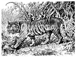 Tiger der Sundainseln [Digital]