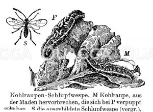 Kohlraupenschlupfwespe [Digital]