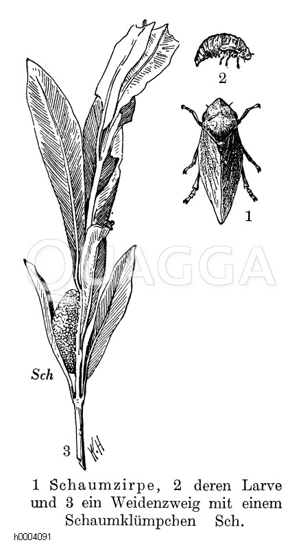 Schaumzikade Quagga Illustrations