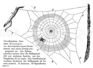 Kreuzspinne mit unvollendetem Netz [Digital]