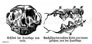 Hauskatze: Schädel und Backenzähne [Digital]