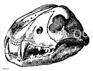 Löwe: Schädel [Digital]