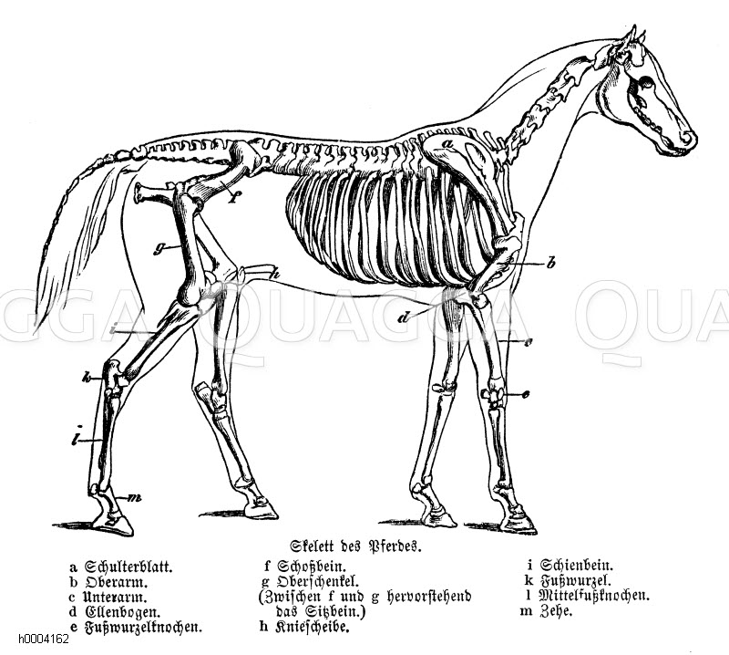 Arbeitsblatt Skelett Pferd