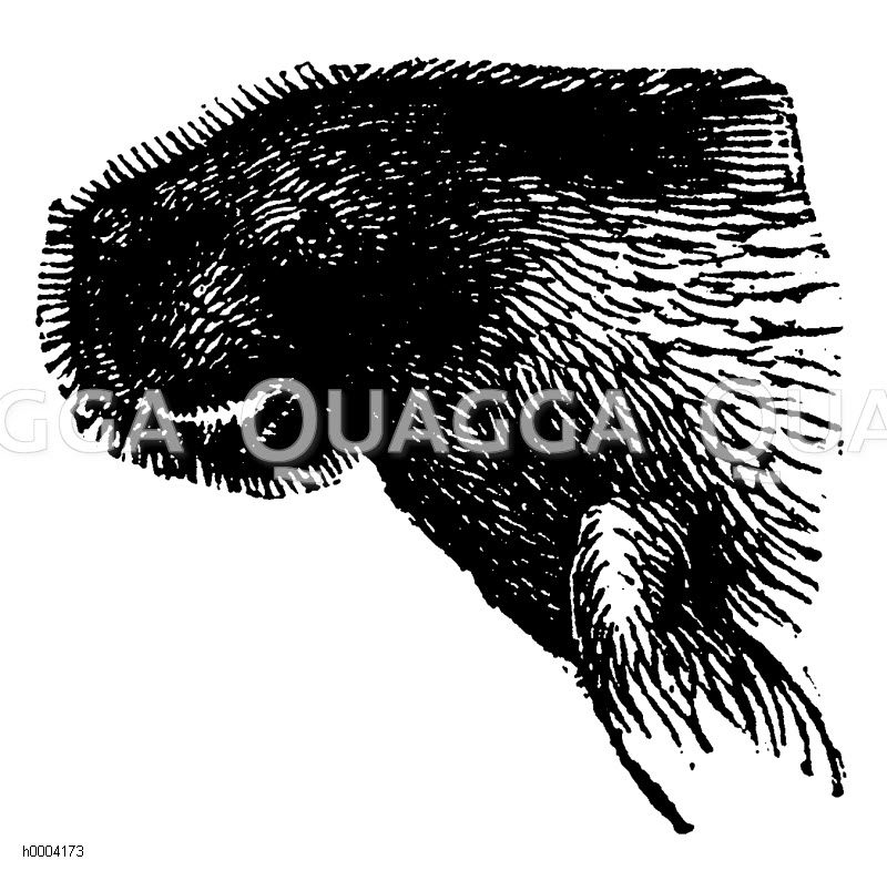 Dugong: Kopf [Digital]