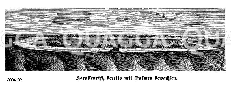 Korallenriff, bereits von Palmen bewachsen [Digital]
