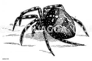 Kreuzspinne [Digital]