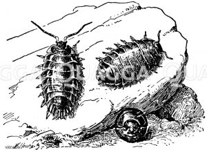 Mauerassel und Armadillidium vulgare - Rollassel [Digital]