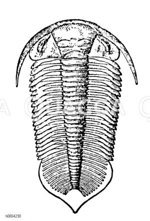 Trilobit [Digital]
