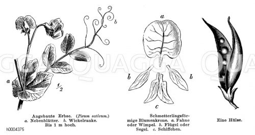 Fabaceae Schmetterlingsbl tengew chse Archives fabaceae-schmetterlingsbl-tengew-chse-archives