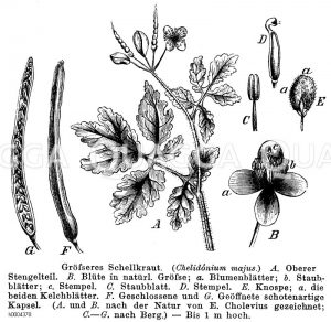 Größeres Schöllkraut [Digital]