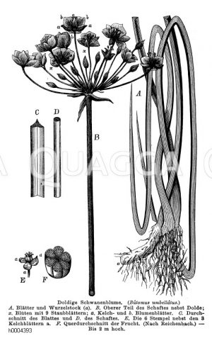 Butomaceae - Schwanenblumengewächse