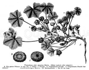 Übersehene oder gemeine Malve [Digital]