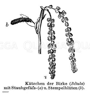 Birke: Kätzchen [Digital]