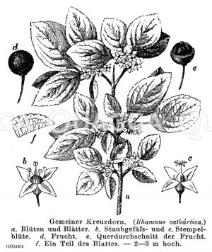 Rhamnaceae - Kreuzdorngewächse