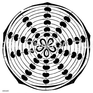 Hahnenfußgewächs: Blütendiagramm [Digital]