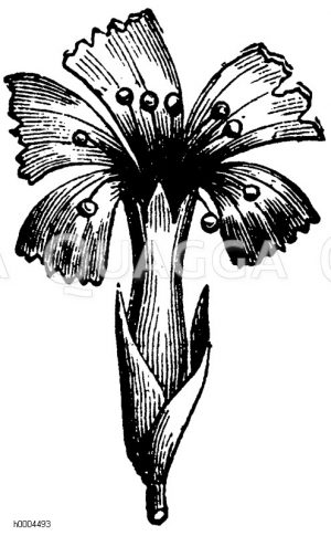 Nelkenartige Blumenkrone [Digital]