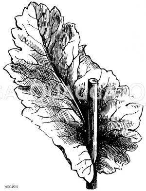 Gartenmohn: stengelumfassendes Blatt [Digital]