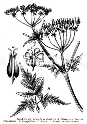 Waldkerbel [Digital]