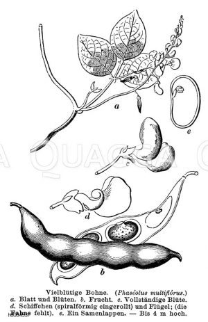Vielblütige Bohne [Digital]