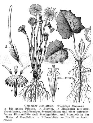 Huflattich - Tussilago farfara