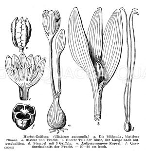 Colchicaceae - Zeitlosengewächse